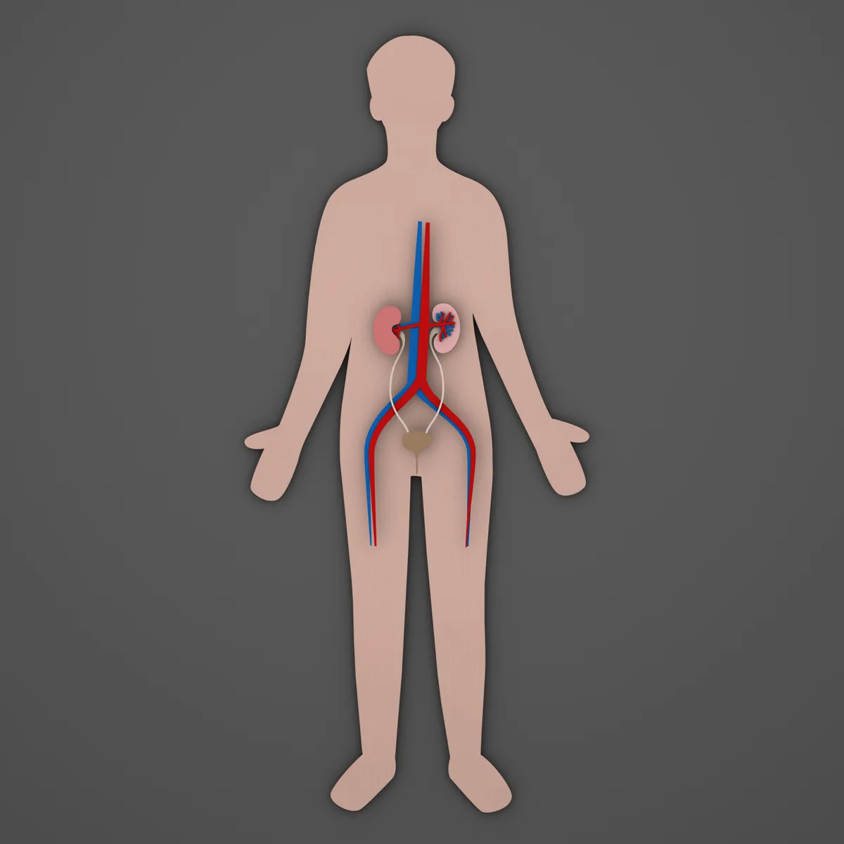Illustration of urinary urology